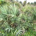 Silver Saw Palmetto Seeds/Dried Berries (Serenoa repens) [PACKET ONLY]