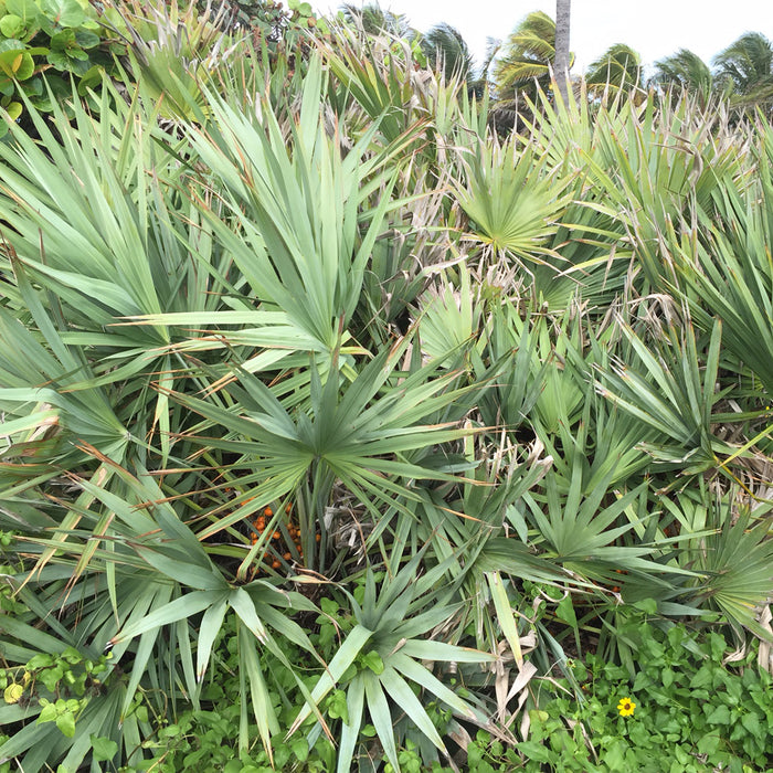 Silver Saw Palmetto Seeds/Dried Berries (Serenoa repens) [PACKET ONLY]