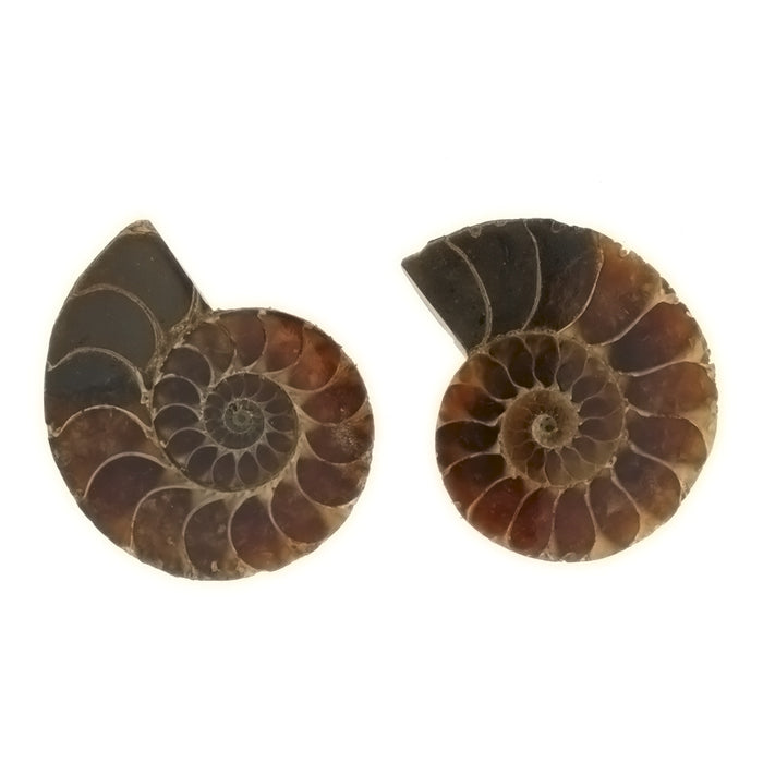 SPECIMEN NATURAL AMMONITE FOSSIL (1 PR)