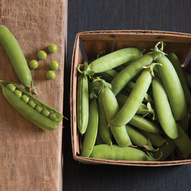 Strike Pea Seeds (Pisum sativum)