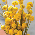 Sun Ball ORGANIC Craspedia Seeds (Craspedia globosa)