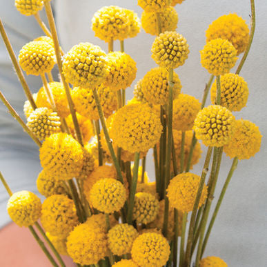Sun Ball ORGANIC Craspedia Seeds (Craspedia globosa)