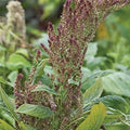 Thai RW Tender Amaranth Seeds [DISCONTINUED]