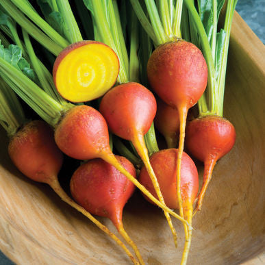 Touchstone Gold Beet Seeds (Beta vulgaris)