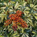 Trinette Seeds (Schefflera arboricola)