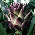 Violetta Precoce Artichoke Seeds [DISCONTINUED]