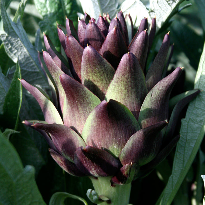 Violetta Precoce Artichoke Seeds [DISCONTINUED]