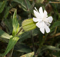 White Campion Seeds (Silene latifolia)