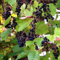 Wild Grape Seeds (Vitis riparia)