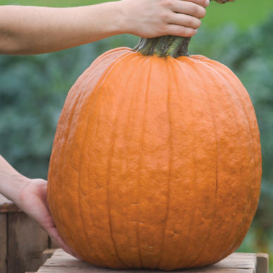Wolf Pumpkin Seeds (Cucurbita pepo) [PACKET ONLY]